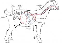 Pencernaan Ruminansia KAmbing