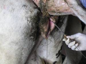 KLUAR LENDIR  ciri sapi berahi