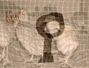 kunci ternak Puyuh Petelur