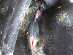 VULVA BENGKAK ciri sapi berahi