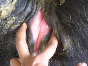 VULVA MERAH ciri sapi berahi