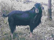 Jenis KAmbing potong