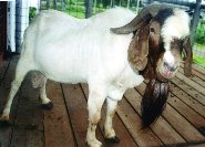 jenis kambing potong boer