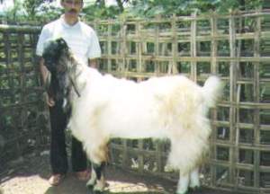 Jenis KAmbing potong