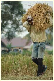 sarjana membangun desa