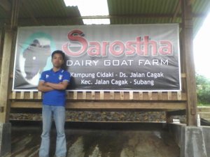 Peternakan KAmbing Perah Indonesia