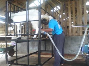 mesin perah kambing