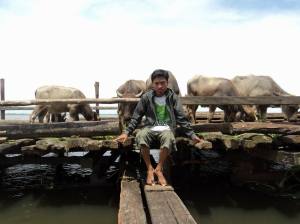 kerbau kalang kalimantan Selatan_amuntai_Rawa