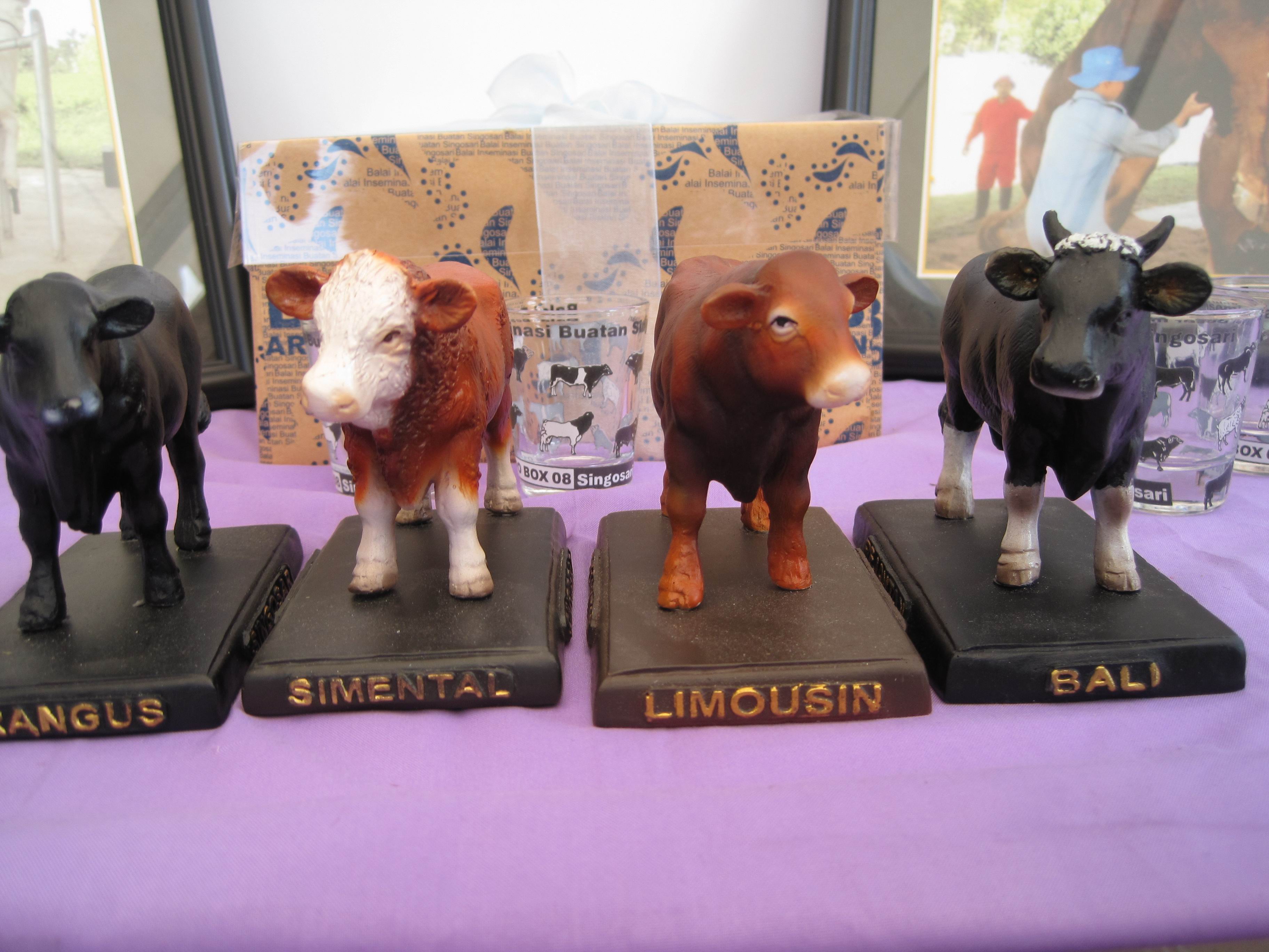 Jenis Bangsa Sapi Potong