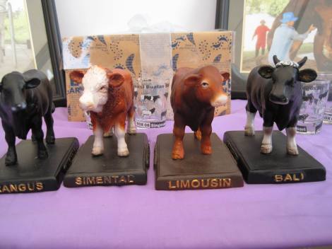 Jenis Bangsa Sapi Potong