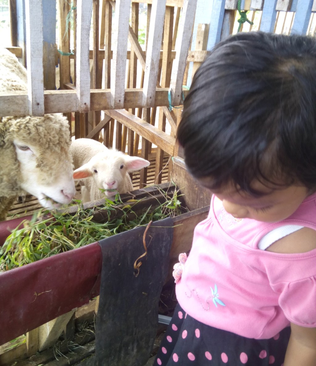 Manajemen Pakan Induk