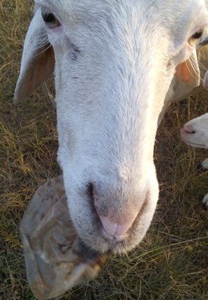 domba makan plastik2