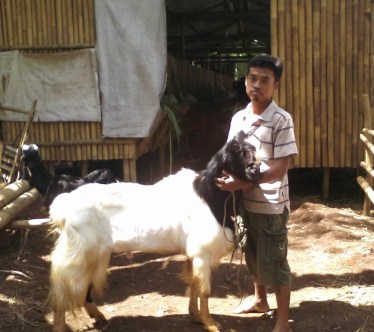 ternak kambing