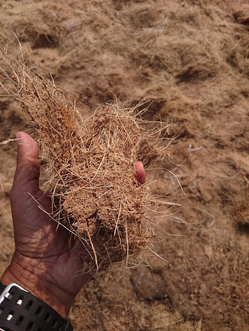 Ampas Sagu….Solusi Bahan Berserat, Pendamping Konsentrat Pada&nbsp;Ruminansia