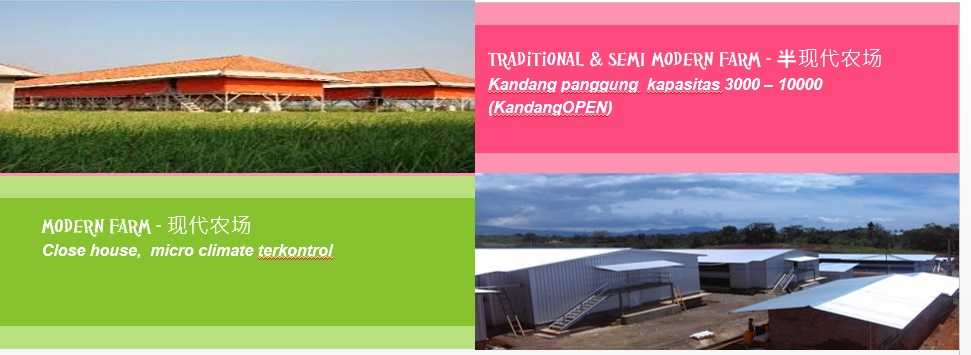 BISNIS CANTIK SEKTOR PETERNAKAN   (Potensi Broiler Jawa&nbsp;Tengah)