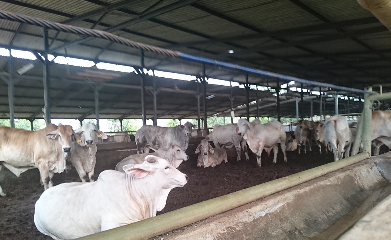 Penggemukan Sapi Di Feedlot