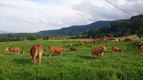 padang penggembalaan sapi soegeng entelemi 2