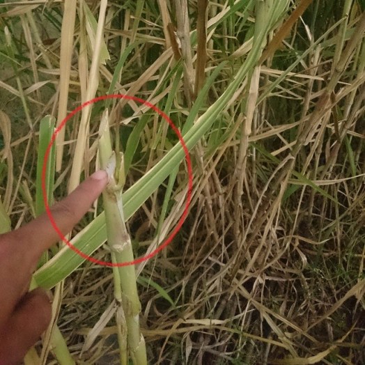 Pemotongan yang salah menganggu pertunasan