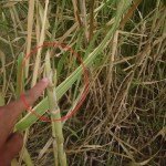 pemotongan rumput gajah&nbsp;3