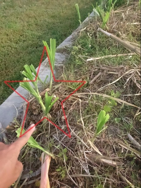 pemotongan-rumput-gajah-tunas tumbuh optimal