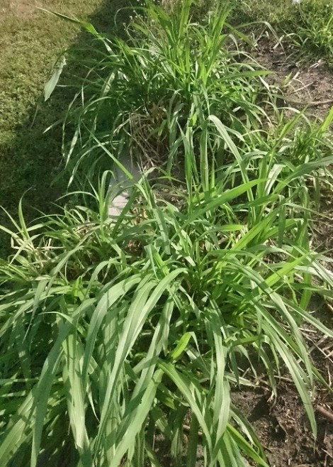 pemotongan-rumput-gajah, rumpun tumbuh optimal