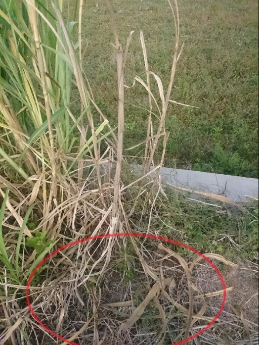 Pemotongan rumput yang salah, batang mengering dan mati