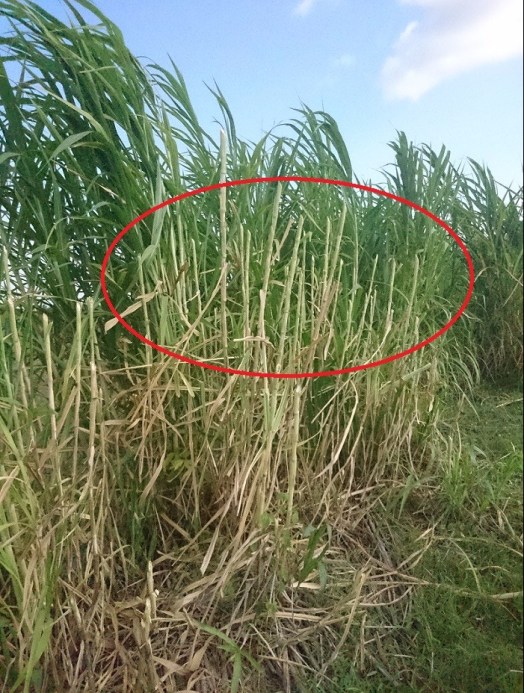 Pemotongan Rumput Gajah Yang Salah