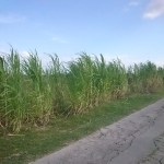 rumput gajah pinggir&nbsp;jalan