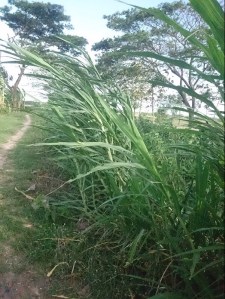 Rumput Gajah Cukup Air