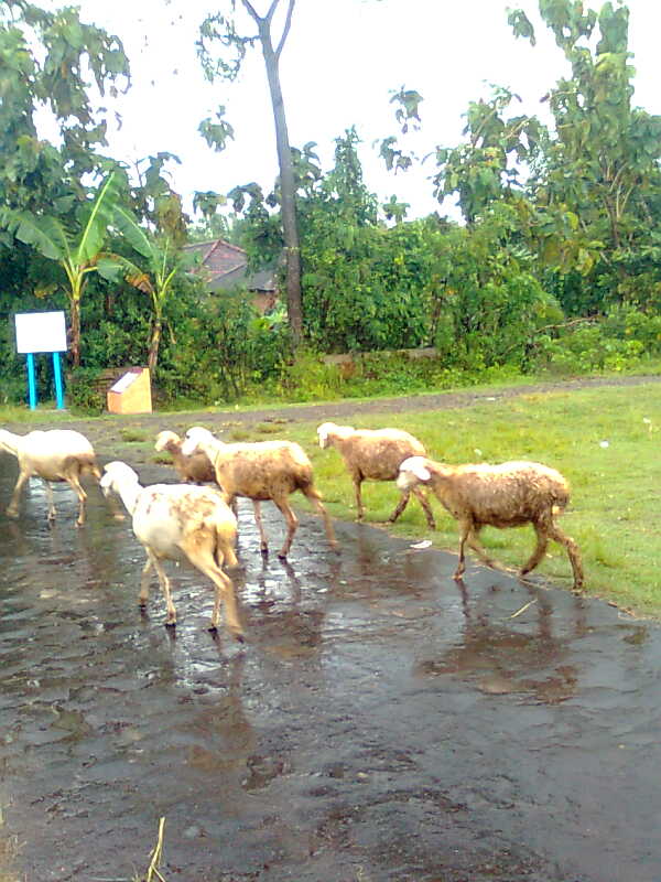 Solusi ternak saat hujan