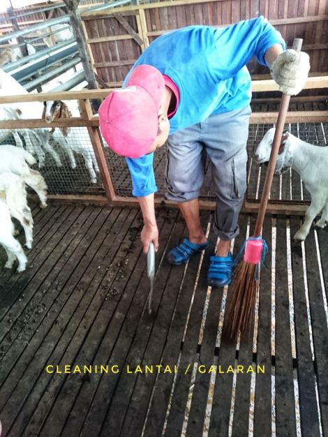 Kebersihan lantai kandang