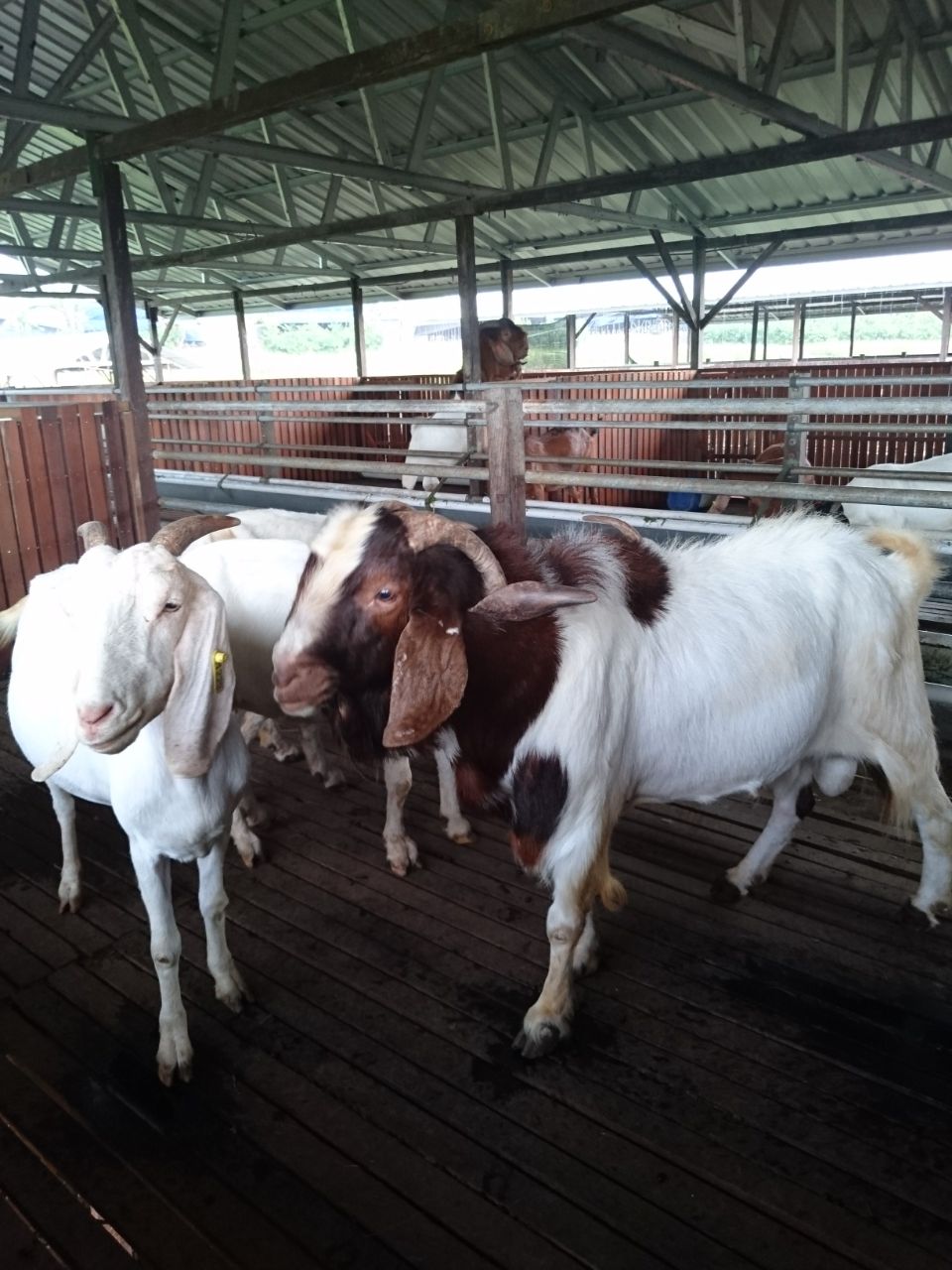 Poin Poin Vital&nbsp;Breeding