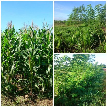 Hijauan Pakan Ternak