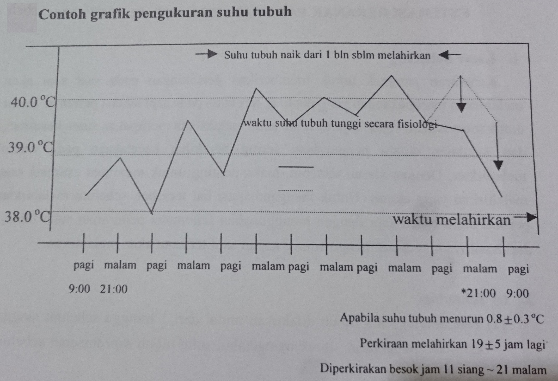 Grafik pengukuran suhu sapi estimasi lahir
