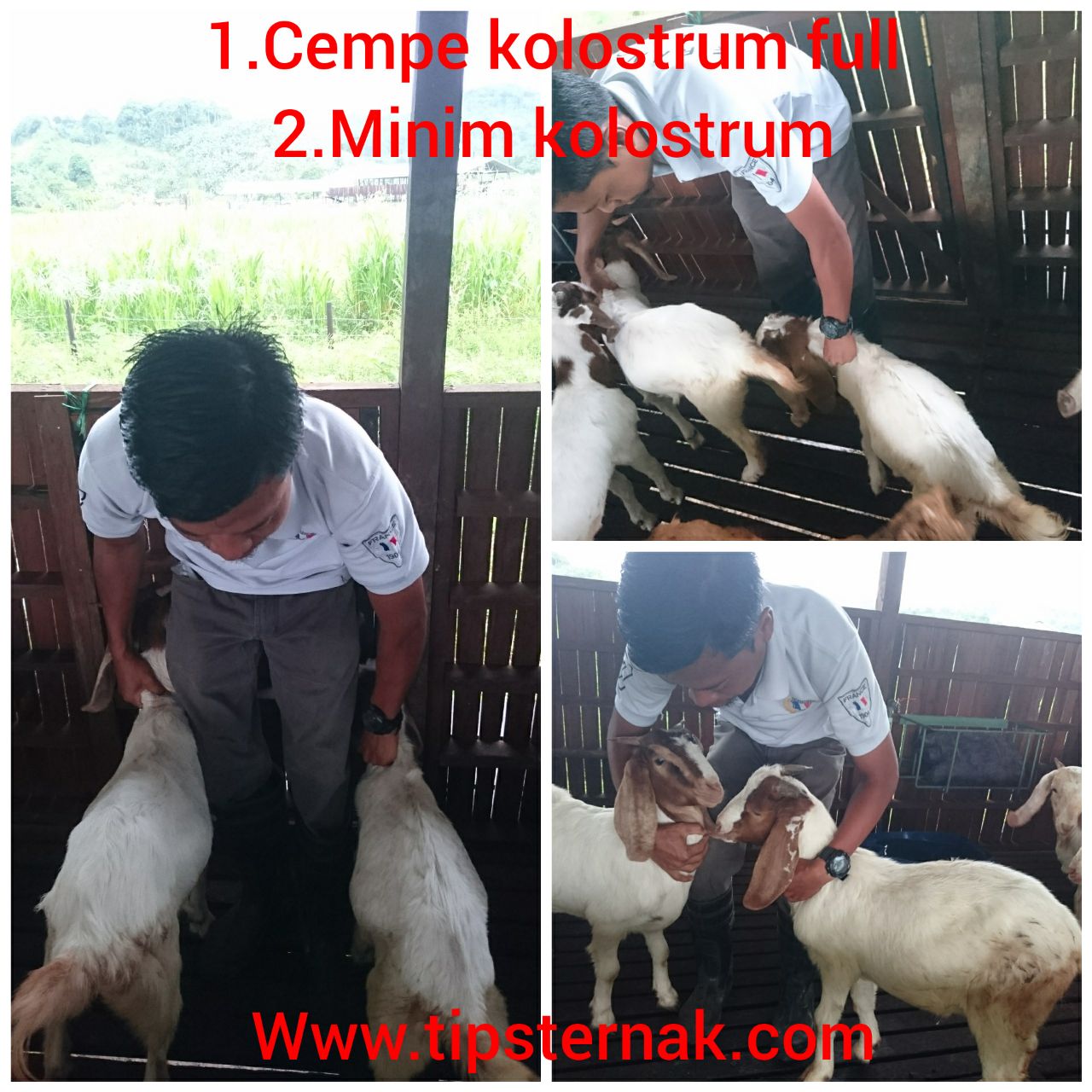 Asupan susu mendukung tumbuh kembang