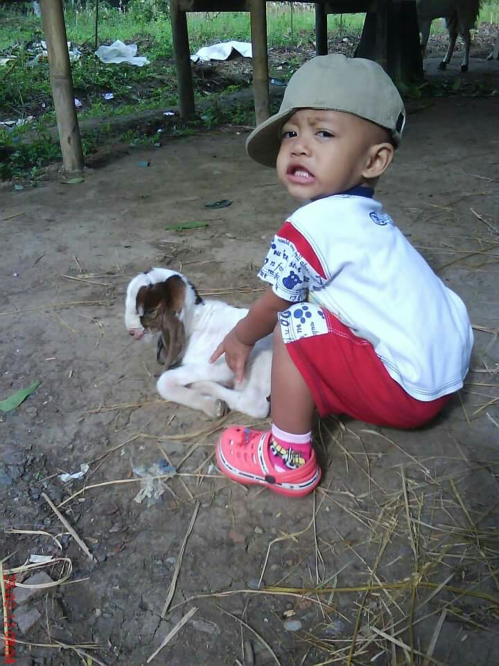 Memahami status fisiologi kambing domba