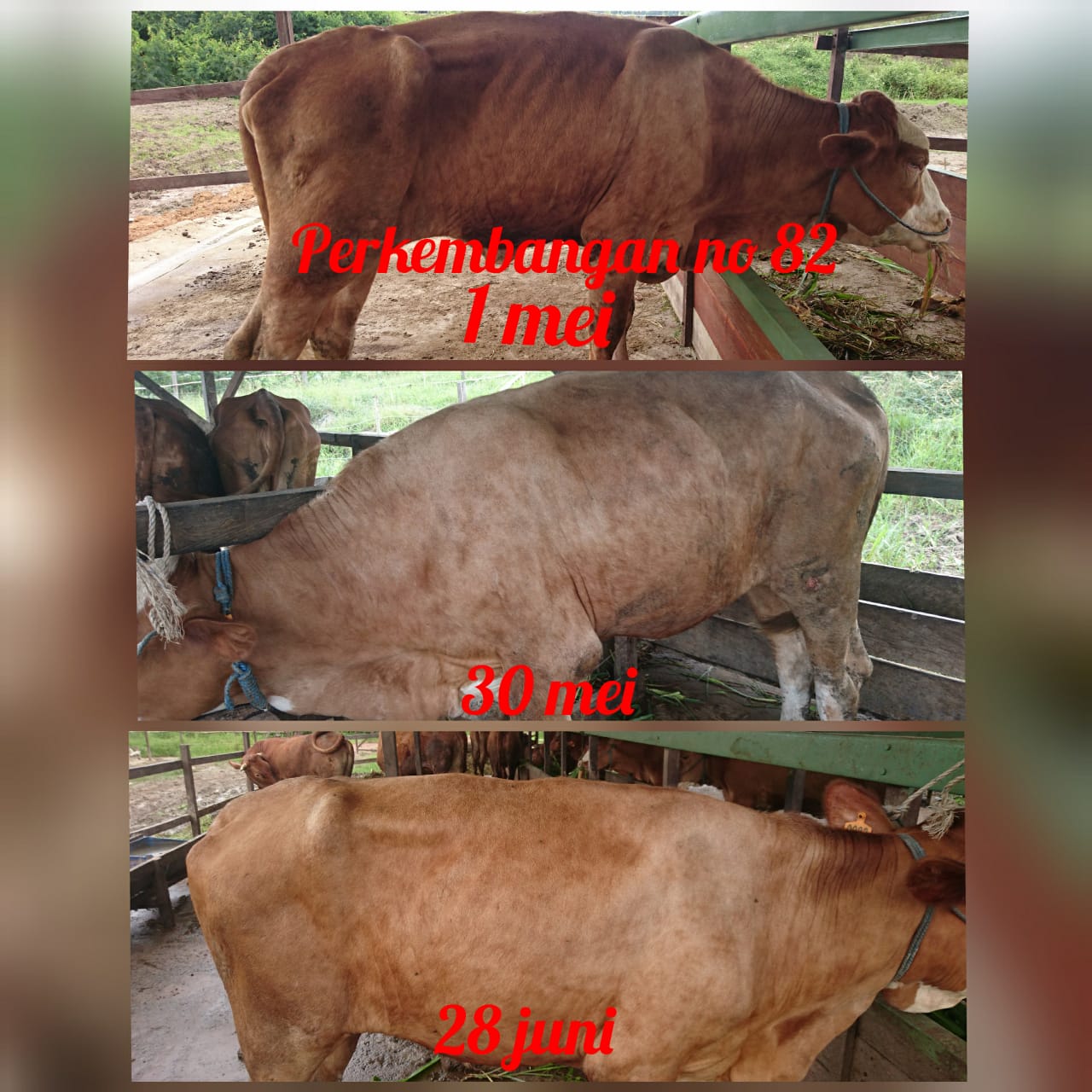 penampilan sapi