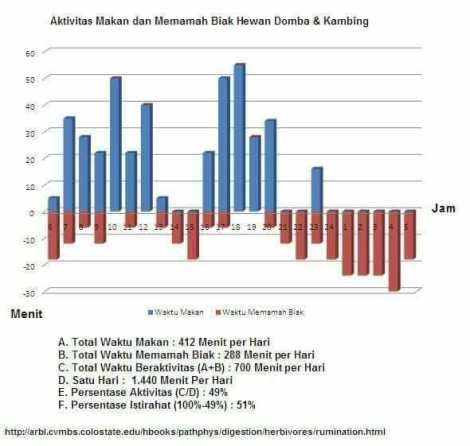 Aktivitas makan dan memamah biak