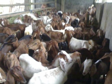 Langkah Komprehensif fattening kambing domba