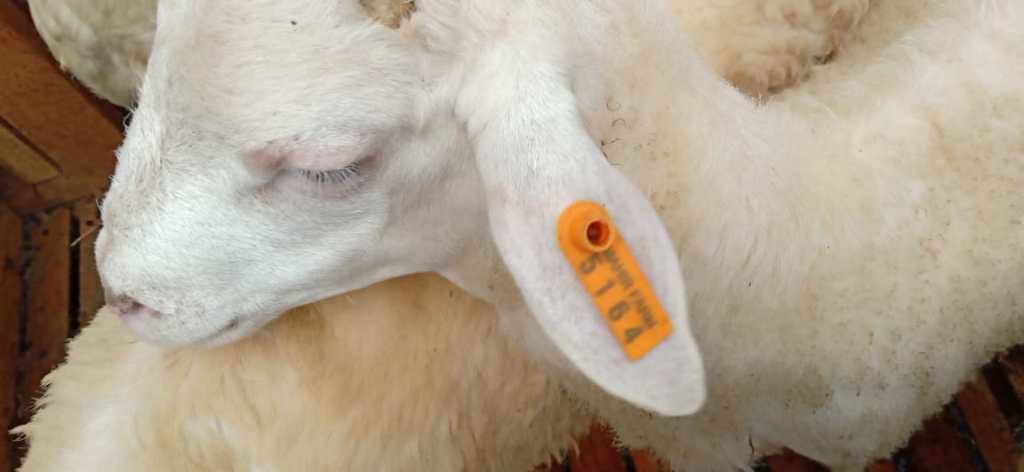 Daging Kambing Domba Indonesia AMAN dikonsumsi……