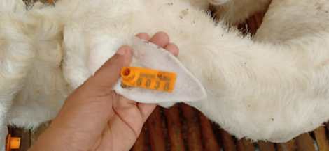 Eartag Domba Mahir Farm