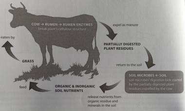 Peran Ruminansia DILahan Rumput