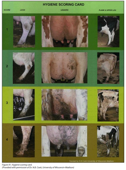 Hygiene Scoring Card