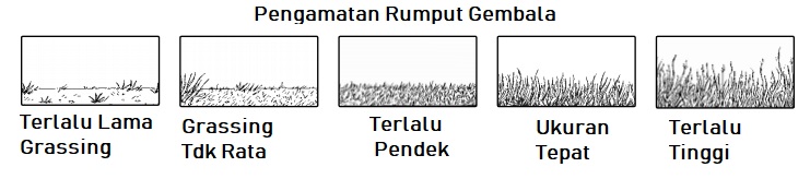Kondisi Rumput Dipadang Gembala