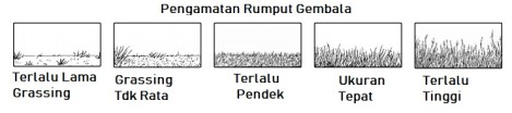 Kondisi Rumput Dipadang Gembala