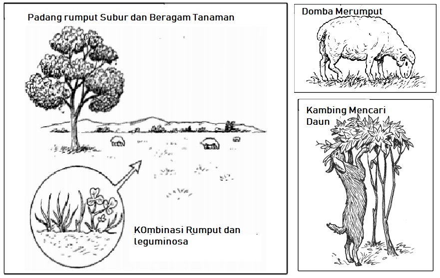 Memahami Karakter Makan Kambing Domba