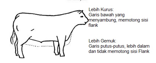 Garis tubuh bagian bawah