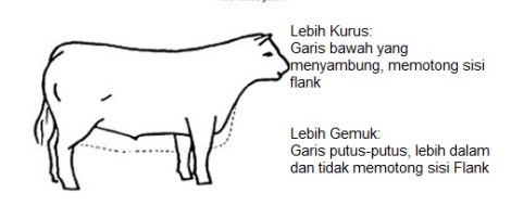 Garis tubuh bagian bawah