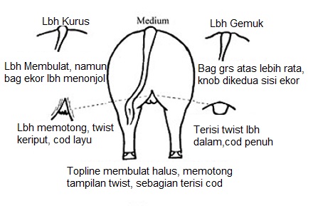 BAgian Belakang Ternak