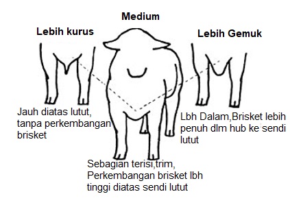 Brisket, bagian bawah dan depan ternak